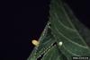 Zebra Longwing Butterfly (Heliconius charitonius) eggs