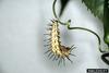 Zebra Longwing Butterfly (Heliconius charitonius) larva