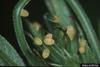 Longwing Butterfly (Heliconius sp.) eggs