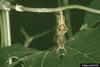 Longwing Butterfly (Heliconius sp.) pupa