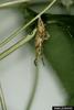 Longwing Butterfly (Heliconius sp.) pupa