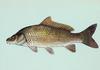 Common Carp (Cyprinus carpio)