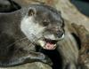 Asian Small-clawed Otter (Aonyx cinerea)