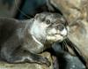 Asian Small-clawed Otter (Aonyx cinerea)001