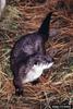 North American River Otter (Lontra canadensis)