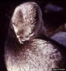 North American River Otter (Lontra canadensis)