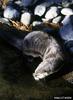 North American River Otter (Lontra canadensis)