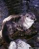 North American River Otter (Lontra canadensis)