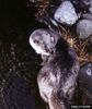 North American River Otter (Lontra canadensis)