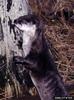 North American River Otter (Lontra canadensis)