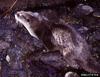 North American River Otter (Lontra canadensis)