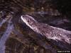 North American River Otter (Lontra canadensis)