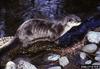 North American River Otter (Lontra canadensis)