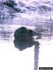 American Beaver (Castor canadensis)