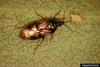 Woolly Anthocorid Bug (Anthocoris tomentosus)