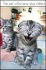 The Cat Who Saw You Naked