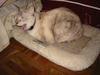 Olga the cat
