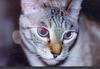 Olga the cat