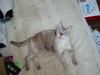 Olga the cat