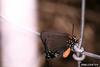 Great Purple Hairstreak Butterfly (Atlides halesus)