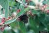 Great Purple Hairstreak Butterfly (Atlides halesus)