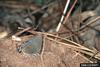 Red-banded Hairstreak Butterfly (Calycopis cecrops)