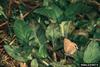 Red-banded Hairstreak Butterfly (Calycopis cecrops)