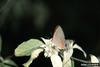 Red-banded Hairstreak Butterfly (Calycopis cecrops)