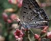 California Hairstreak Butterfly (Satyrium californica)