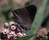 Coral Hairstreak Butterfly (Satyrium titus)