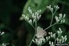 Gray Hairstreak Butterfly (Strymon melinus)