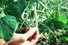 Gray Hairstreak Butterfly (Strymon melinus) damage