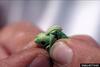 Gray Hairstreak Butterfly (Strymon melinus) larva