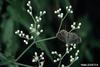 Gray Hairstreak Butterfly (Strymon melinus)