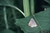 Gray Hairstreak Butterfly (Strymon melinus)