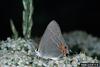 Gray Hairstreak Butterfly (Strymon melinus)