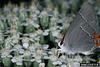 Gray Hairstreak Butterfly (Strymon melinus)