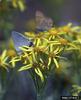 Gray Hairstreak Butterfly (Strymon melinus)