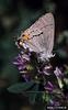 Gray Hairstreak Butterfly (Strymon melinus)