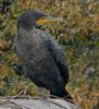 Double Crested Cormorant (Phalacrocorax auritus)