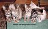 Which cat ate your Prozac?