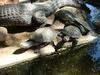 Crocodile & Turtles