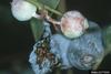 Tropical Fire Ant (Solenopsis geminata)