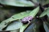 Pine Woods Treefrog (Hyla femoralis)