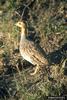 Coqui Francolin (Francolinus coqui)