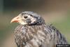 Scaly Francolin (Francolinus squamatus)