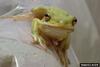 American Green Treefrog (Hyla cinerea)