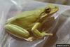 American Green Treefrog (Hyla cinerea)