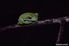 American Green Treefrog (Hyla cinerea)