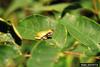 American Green Treefrog (Hyla cinerea)